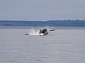 Alaska Wildlife-13